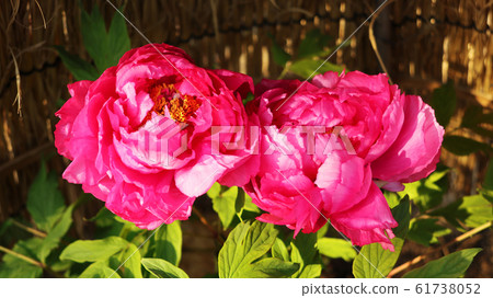 Aichi Prefecture Nagoya City Tokugawaen Peony Aichi Prefecture Nagoya City Tokugawaen Peony 61738052