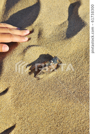 Cicada in Tottori Sand Dunes 61738300