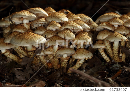 Nature Mushrooms Were living around the promenade that opened up the open forest where cedar cypress mushrooms and cedar were mixed. Nature Mushrooms Were living around the promenade that opened up the open forest where cedar cypress mushrooms and cedar were mixed. 61738407