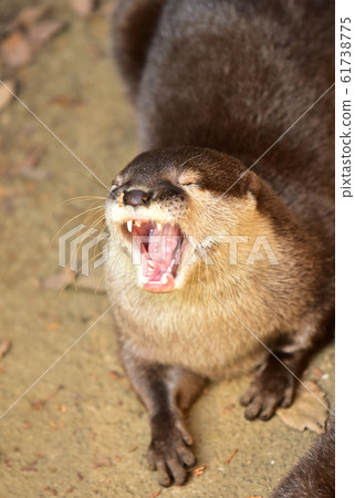 大水獺18 大水獺18 61738775