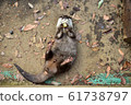 Great otter 13 61738797