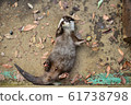 Great otter 14 61738798