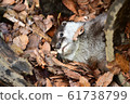 Great otter 15 61738799