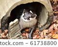 Great otter 16 61738800