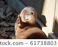 Great otter 1 61738803