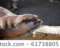 Great otter 3 61738805
