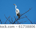 Egret 1 61738806