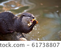 Great otter 4 61738807