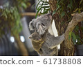 Koala parent and child 1 61738808