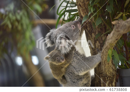 Koala parent and child 1 61738808