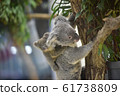 Koala 2 61738809