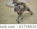Koala 3 61738810