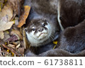 Great otter 5 61738811