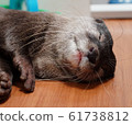 Great otter 6 61738812
