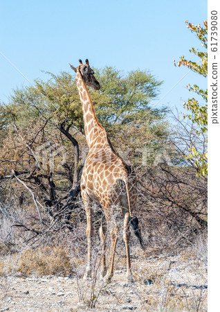 Giraffes in Etosha National Park 61739080
