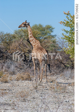 Giraffes in Etosha National Park 61739082