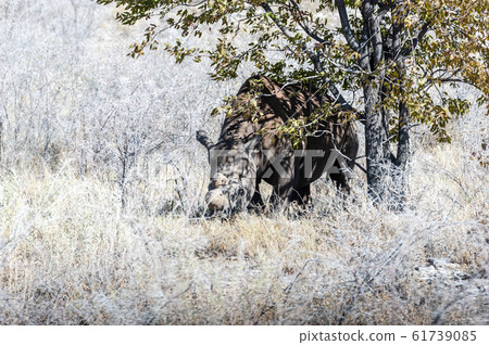 Black Rhinoceros Browsing under a tree. 61739085
