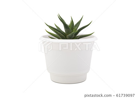 Small cactus isolated on white background. Small cactus isolated on white background. 61739097