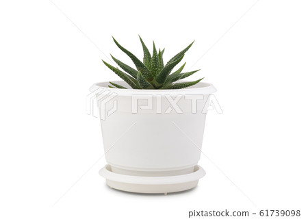 Small cactus isolated on white background. Small cactus isolated on white background. 61739098