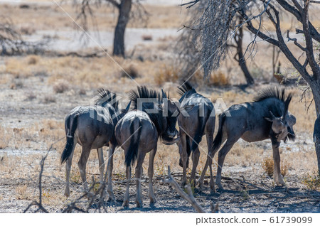 Wildebeest grazing in Etosha Wildebeest grazing in Etosha 61739099