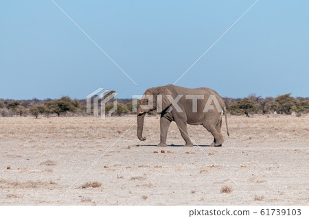A Solitary Male Elephant Walking across the Plains of Etosha National Park A Solitary Male Elephant Walking across the Plains of Etosha National Park 61739103