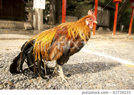 Sukematsu Shrine Shrine Toten Red Chicken Sukematsu Shrine Shrine Toten Red Chicken 61739235