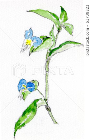 筑波露水草(手繪插圖)螢火蟲 筑波露水草(手繪插圖)螢火蟲 61739823