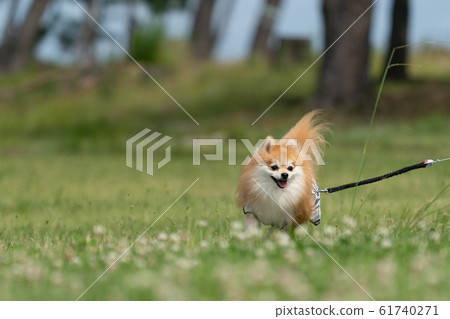 博美犬很快樂地在草地上奔跑 博美犬很快樂地在草地上奔跑 61740271