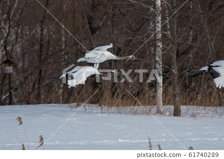 Dandoral起重機 Dandoral起重機 61740289