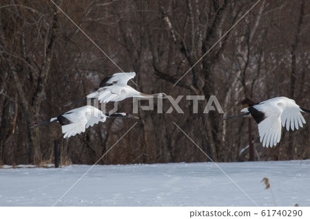 Dandoral cranes 61740290