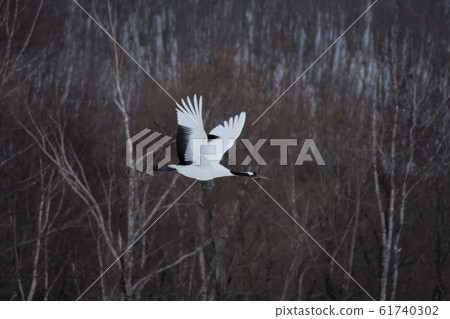 Dandoral cranes Dandoral cranes 61740302