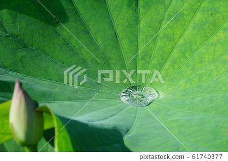 蓮花 蓮花 61740377