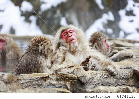 猴子夫婦在溫泉美容 猴子夫婦在溫泉美容 61741133