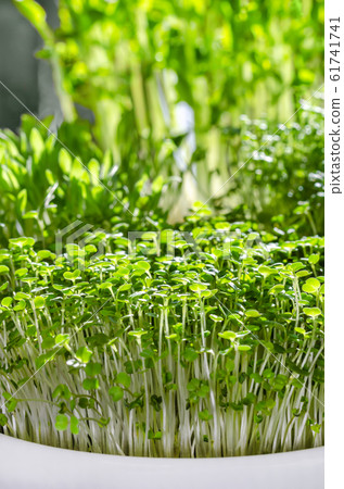 Microgreens in bowls in the sunlight. Sprouts of arugula, garden cress, millet and snow peas. Front view of green seedlings, young plants and cotyledons. Macro food photo. Microgreens in bowls in the sunlight. Sprouts of arugula, garden cress, millet and snow peas. Front view of green seedlings, young plants and cotyledons. Macro food photo. 61741741