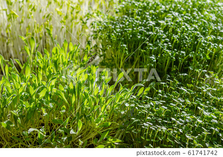 Microgreens in the sunlight. Sprouts of green lentils, garden cress, millet and arugula. Front view of green seedlings, young plants and cotyledons. Macro food photo. Microgreens in the sunlight. Sprouts of green lentils, garden cress, millet and arugula. Front view of green seedlings, young plants and cotyledons. Macro food photo. 61741742