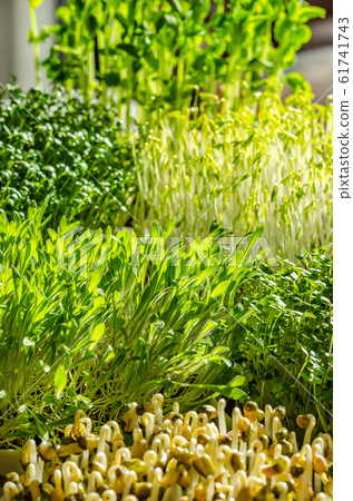 Mix of sprouting microgreens in the sunlight. Shoots of snow peas, garden cress, green lentils, millet, arugula and mung beans. Front view of green seedlings, young plants and cotyledons. Food photo. Mix of sprouting microgreens in the sunlight. Shoots of snow peas, garden cress, green lentils, millet, arugula and mung beans. Front view of green seedlings, young plants and cotyledons. Food photo. 61741743