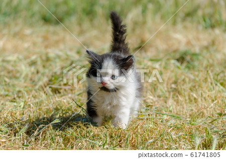 black kitten walking in green grass black kitten walking in green grass 61741805