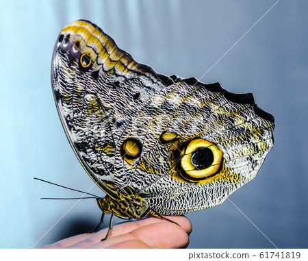 silvery yellow big butterfly sits folding its wings on a human open palm silvery yellow big butterfly sits folding its wings on a human open palm 61741819