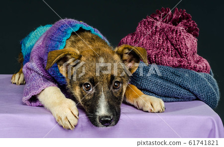sad little puppy in a knitted blouse on a purple tablecloth next to a woolen blue scarf and lilac cap 61741821