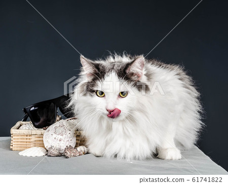 fluffy white and gray cat with yellow eyes licked next to sea shells in a straw box and sunglasses 61741822
