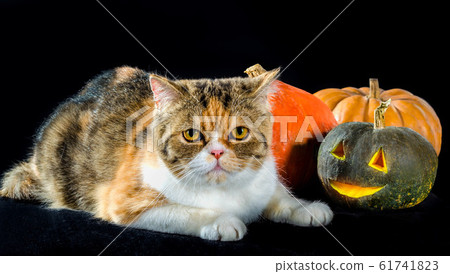 cat of Persian breed sits next to bright colorful Halloween pumpkins 61741823