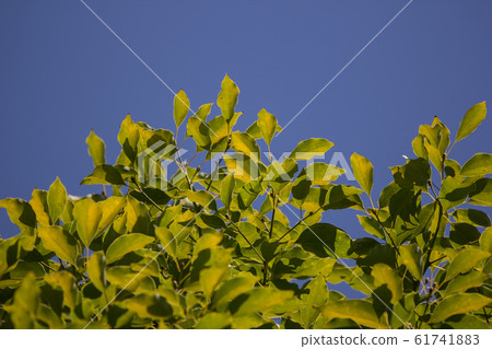 Leaf of Cinnamomum camphora tree Leaf of Cinnamomum camphora tree 61741883