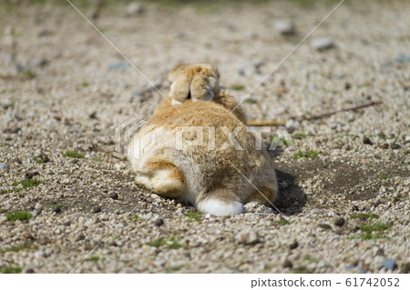 Usagi island 61742052