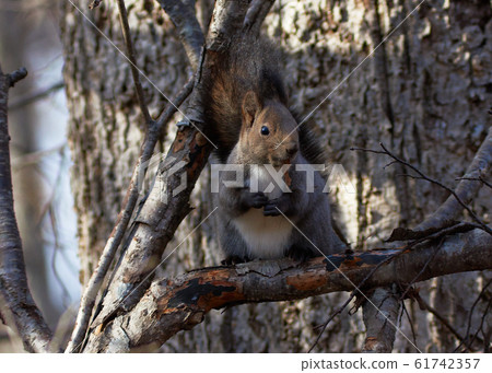 Ezolith Ezolith 61742357