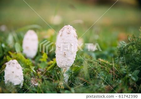Belarus, Europe. Coprinus Comatus, The Shaggy Ink Cap, Lawyer's Wig, Or Shaggy Mane, Is A Common Fungus Often Seen Growing On Lawns, Along Gravel Roads And Waste Areas Belarus, Europe. Coprinus Comatus, The Shaggy Ink Cap, Lawyer's Wig, Or Shaggy Mane, Is A Common Fungus Often Seen Growing On Lawns, Along Gravel Roads And Waste Areas 61742390