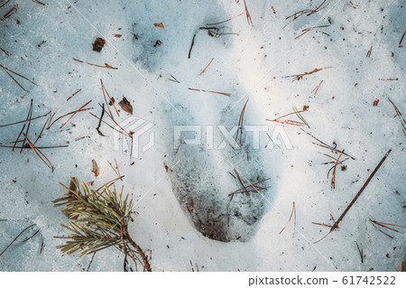Imprint Of An Elk Trail On Snow. Moose Trail On Forest Ground In Winter Season. Belarus Or European Part Of Russia. Imprint Of An Elk Trail On Snow. Moose Trail On Forest Ground In Winter Season. Belarus Or European Part Of Russia. 61742522