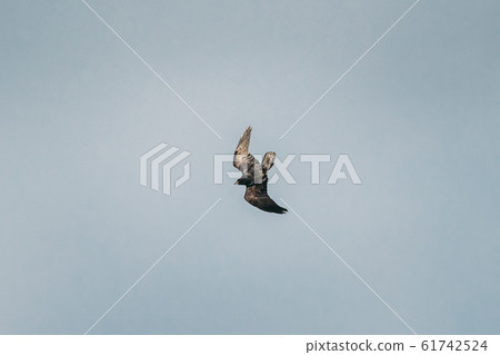 Belarus, Europe. Wild Bird Common Raven - Corvus Corax In Flight Belarus, Europe. Wild Bird Common Raven - Corvus Corax In Flight 61742524