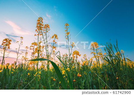 Spring Flowering Canola, Rapeseed, Oilseed Field Meadow Grass. Close Up Of Blossom Of Canola Yellow Flowers Under Dawn Sky Spring Flowering Canola, Rapeseed, Oilseed Field Meadow Grass. Close Up Of Blossom Of Canola Yellow Flowers Under Dawn Sky 61742900
