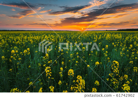 Sunset Sky Over Horizon Of Spring Flowering Canola, Rapeseed, Oilseed Field Meadow Grass. Blossom Of Canola Yellow Flowers Under Dramatic Dawn Sky Sunset Sky Over Horizon Of Spring Flowering Canola, Rapeseed, Oilseed Field Meadow Grass. Blossom Of Canola Yellow Flowers Under Dramatic Dawn Sky 61742902