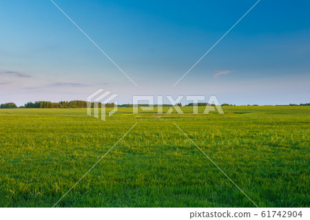Countryside Rural Wheat Field Landscape Under Spring Blue Clear Sunny Sky. Agricultural Landscape 61742904